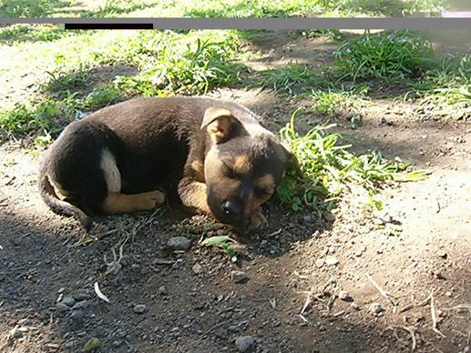 Cuccioli