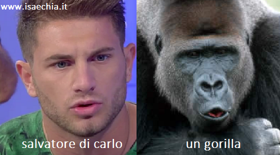 Somiglianza tra Salvatore Di Carlo e un gorilla